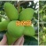 广西百色芒果