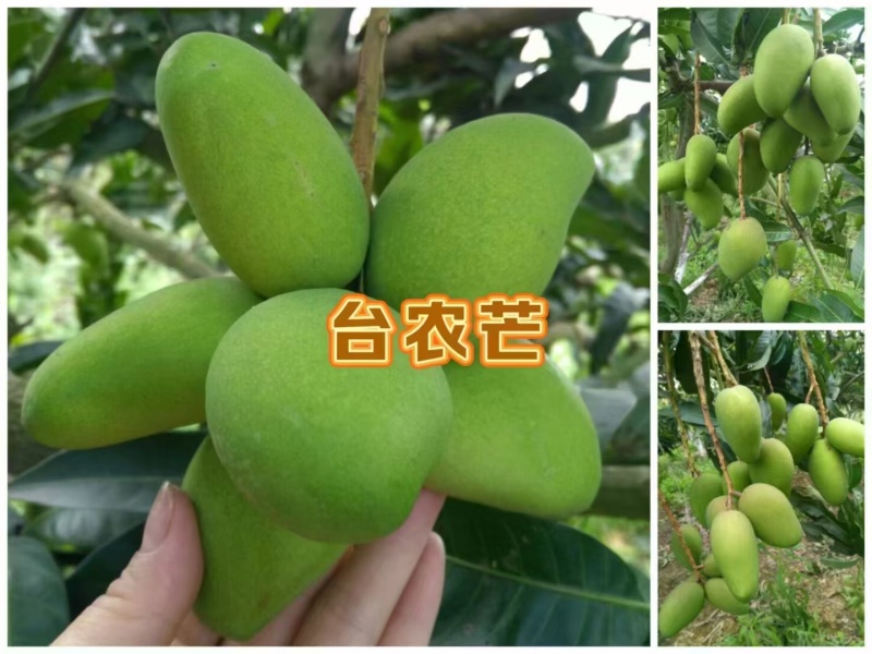 广西百色芒果
