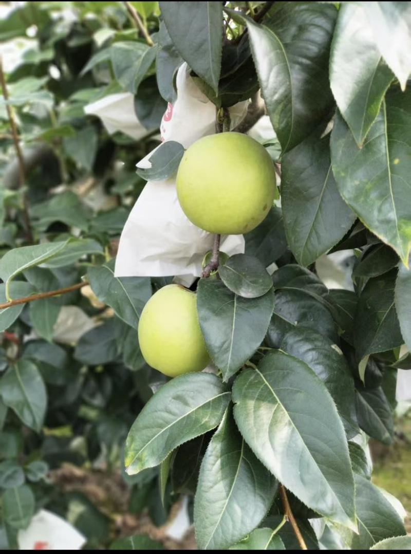 新鲜上市翠冠梨，🍐🍐量大从优，半斤起摘，产地直供！