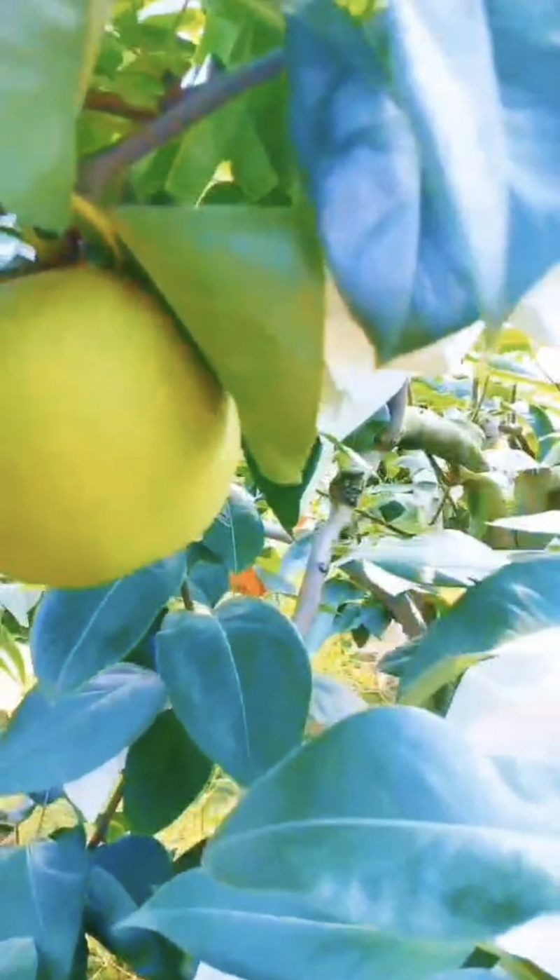 新鲜上市翠冠梨，🍐🍐量大从优，半斤起摘，产地直供！