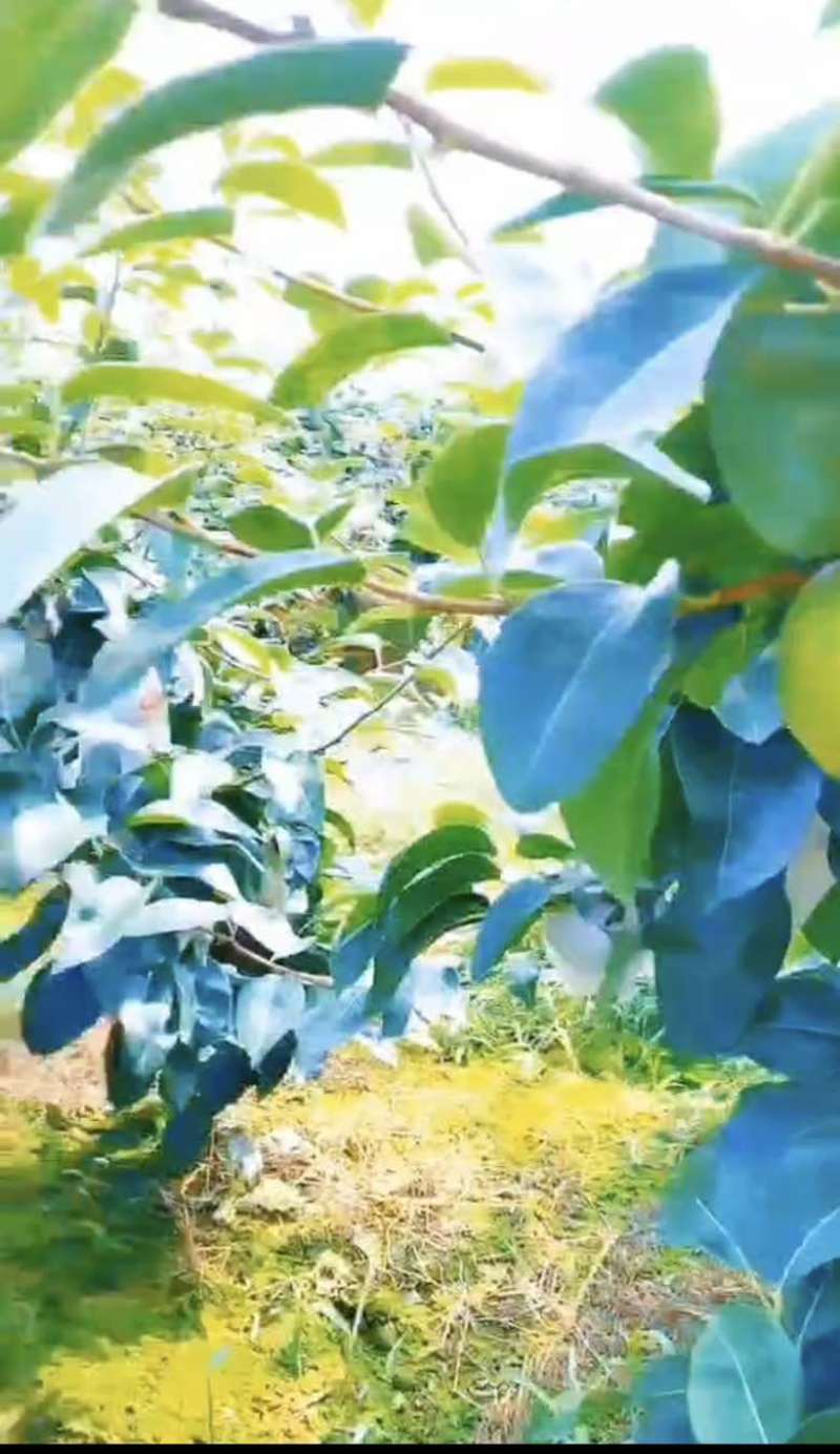 新鲜上市翠冠梨，🍐🍐量大从优，半斤起摘，产地直供！