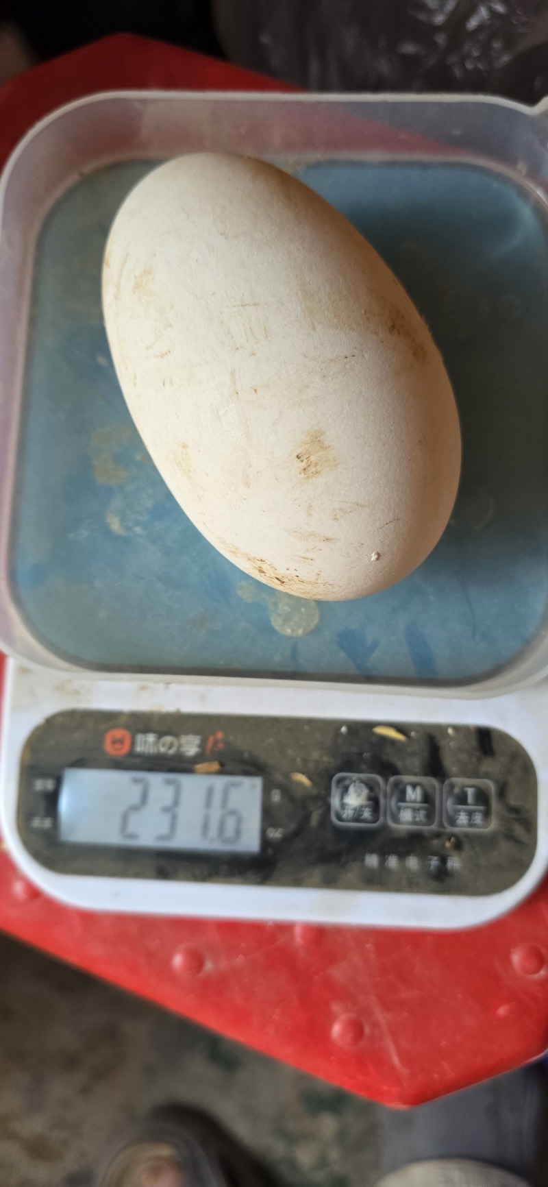 大鹅双黄蛋