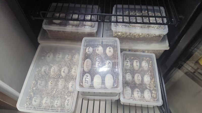 安缘台缘大陆缘苗子种龟批发单发