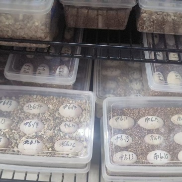安缘台缘大陆缘苗子种龟批发单发