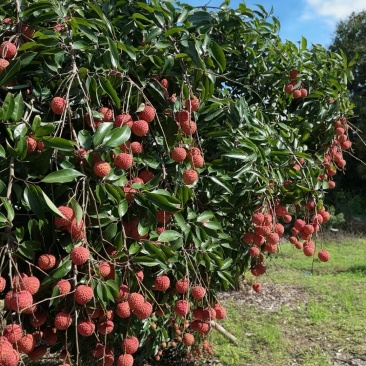 从化温泉镇桂味荔枝