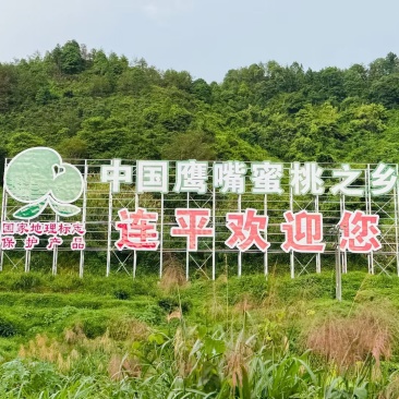 上坪鹰嘴桃