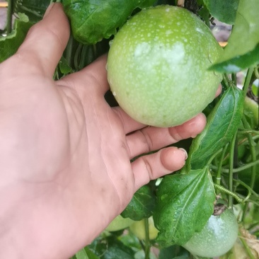 百香果