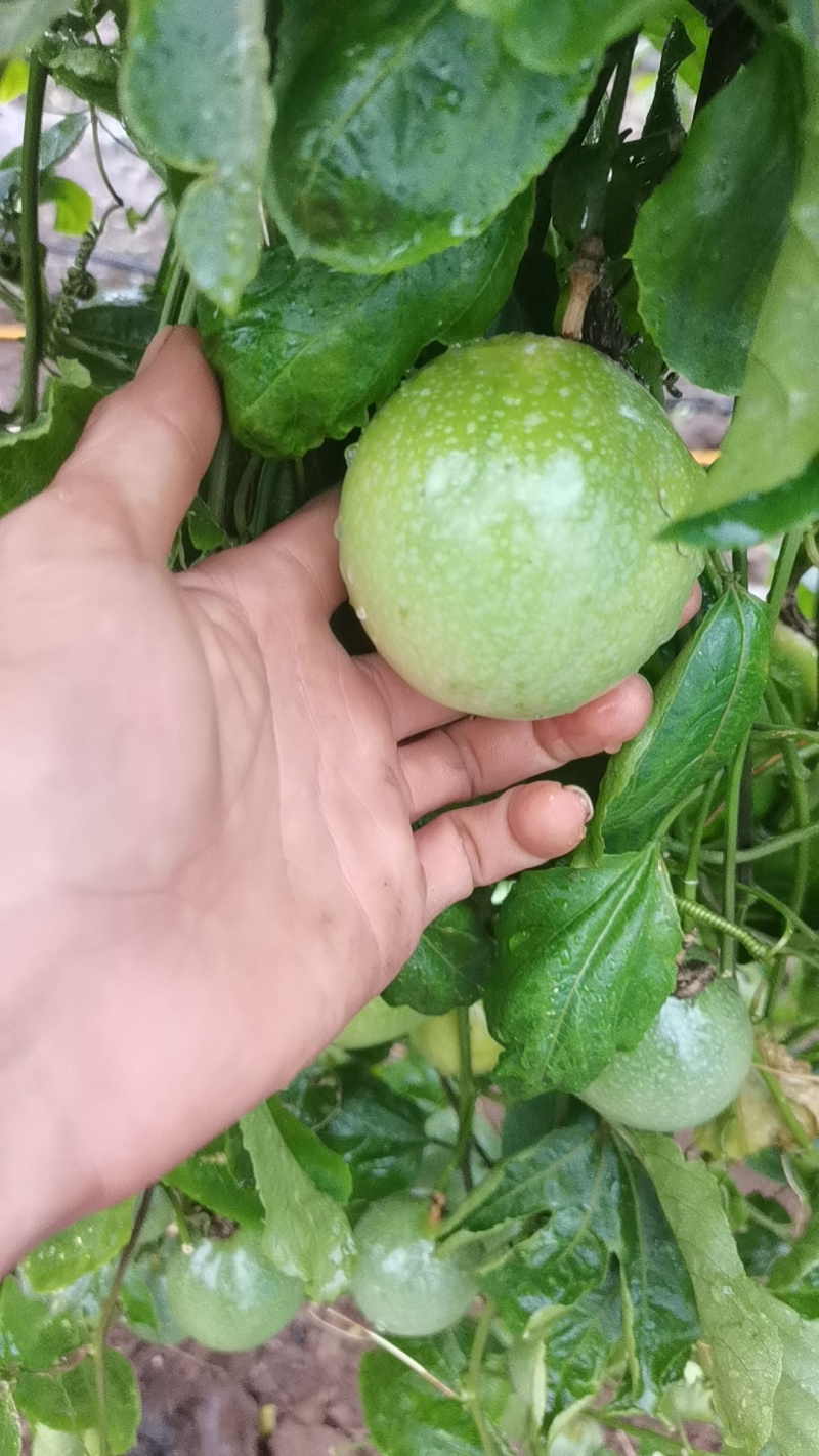 百香果
