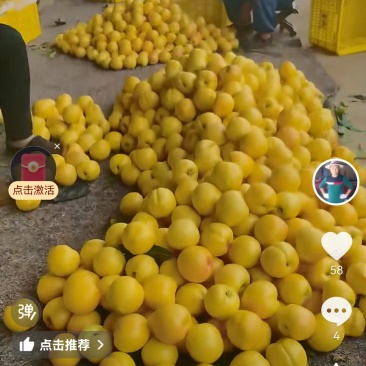 山东蒙阴蜜桃