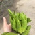 川佛手