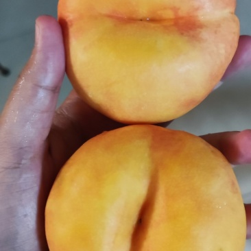 黄蟠桃