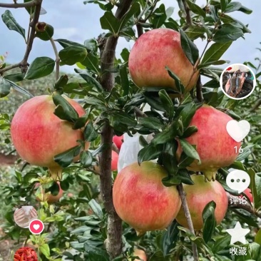 突尼斯软籽石榴