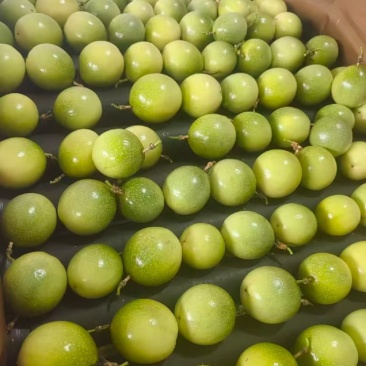 黄金百香果