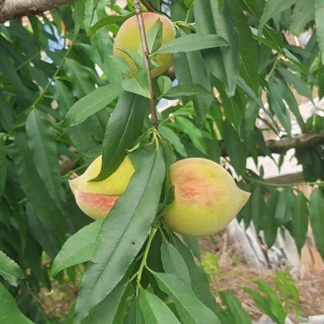 鹰嘴桃