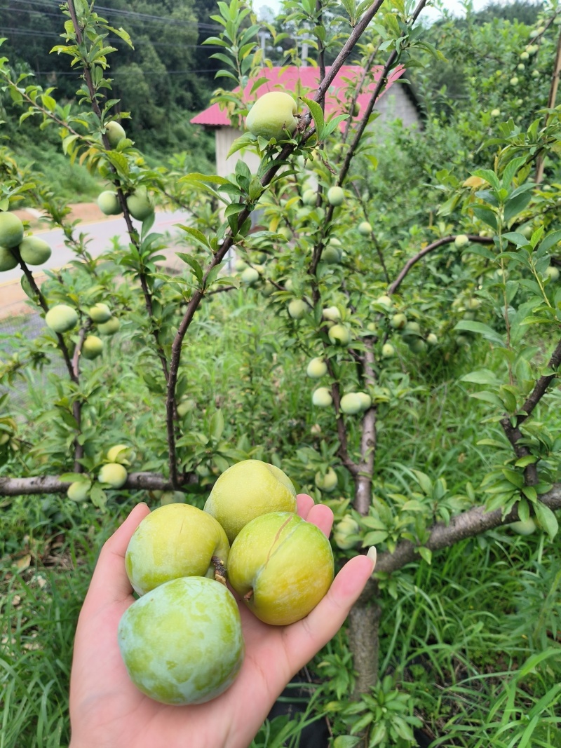 青奈李