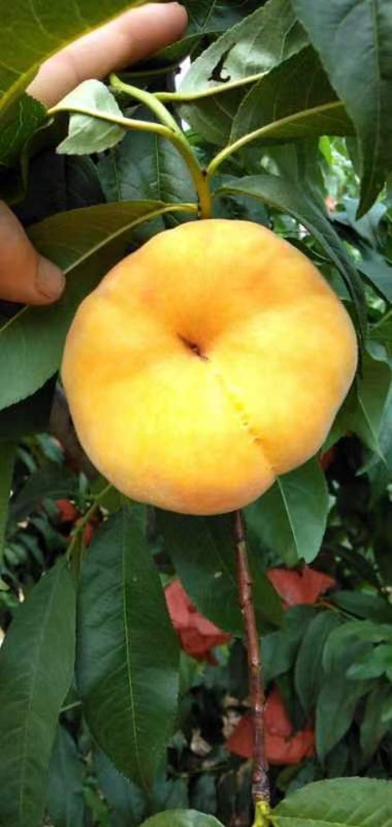 蒙阴蜜桃