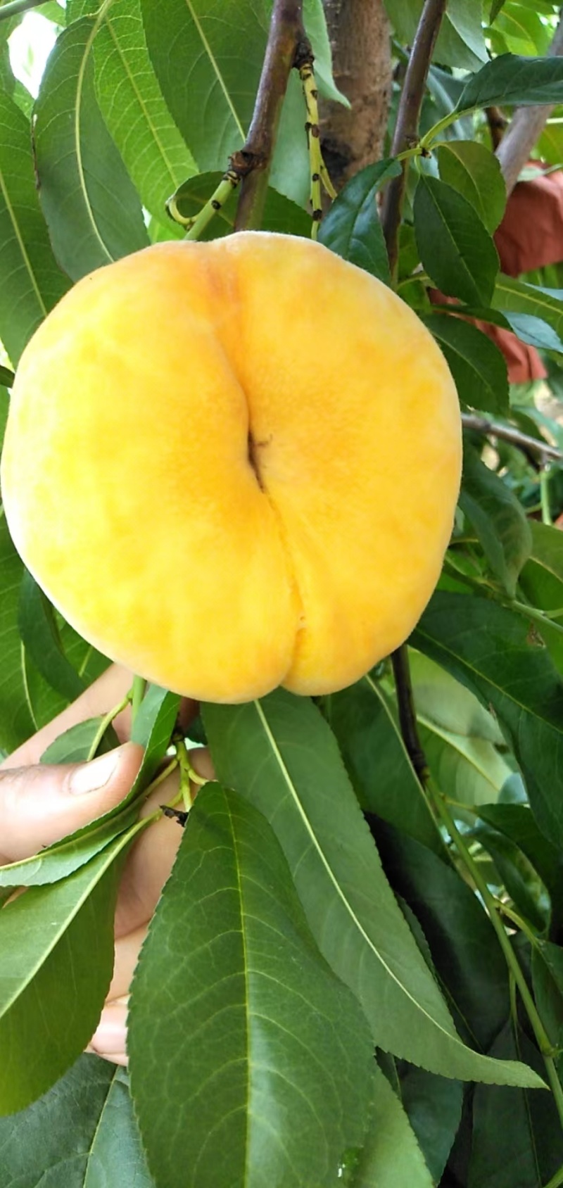 蒙阴蜜桃