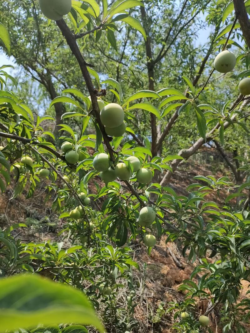贵州镇宁六马●蜂糖李