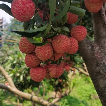 桂味荔枝