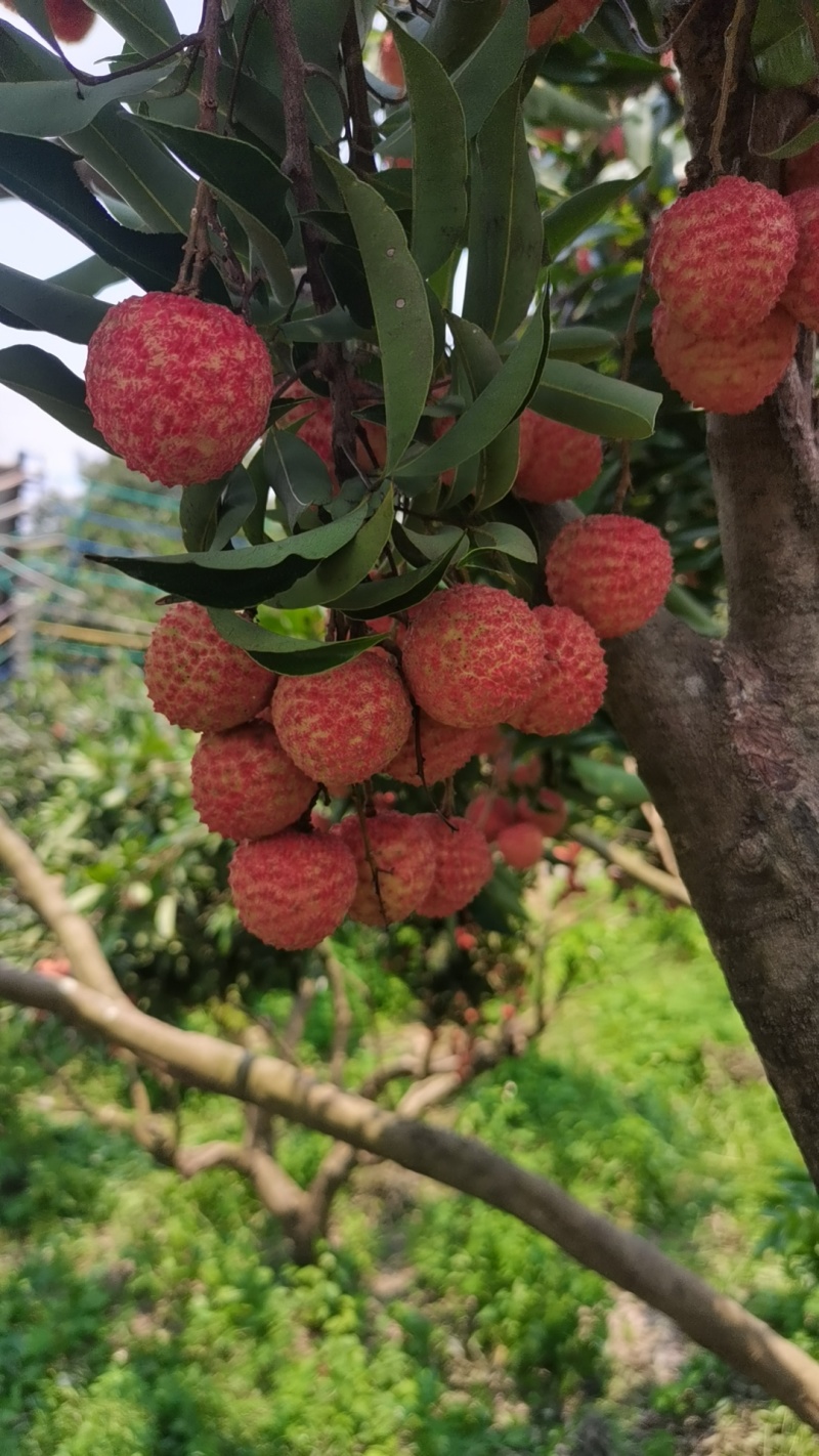 桂味荔枝