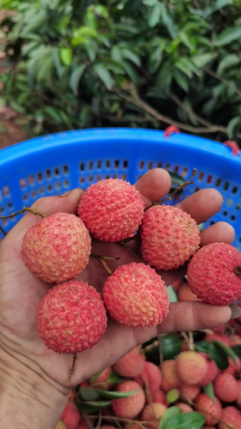 桂味荔枝