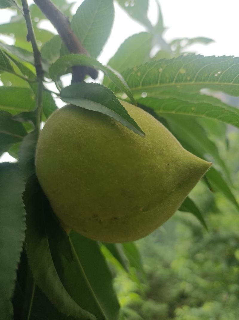 鹰嘴桃