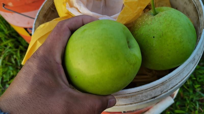 脆玉梨