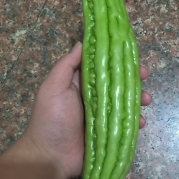 苦瓜