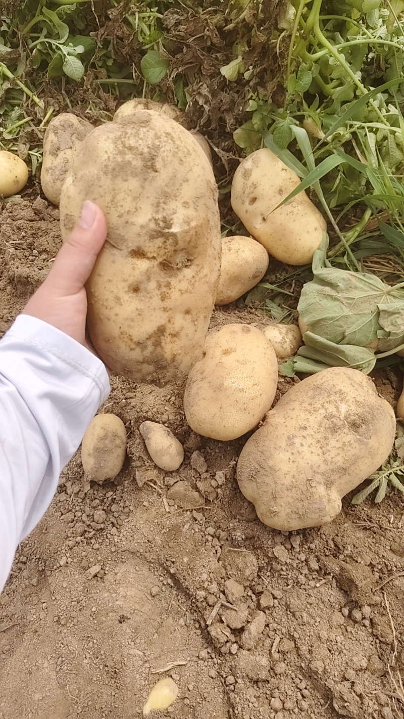 土豆