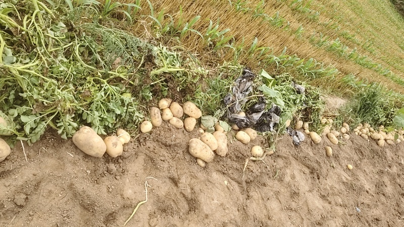 土豆