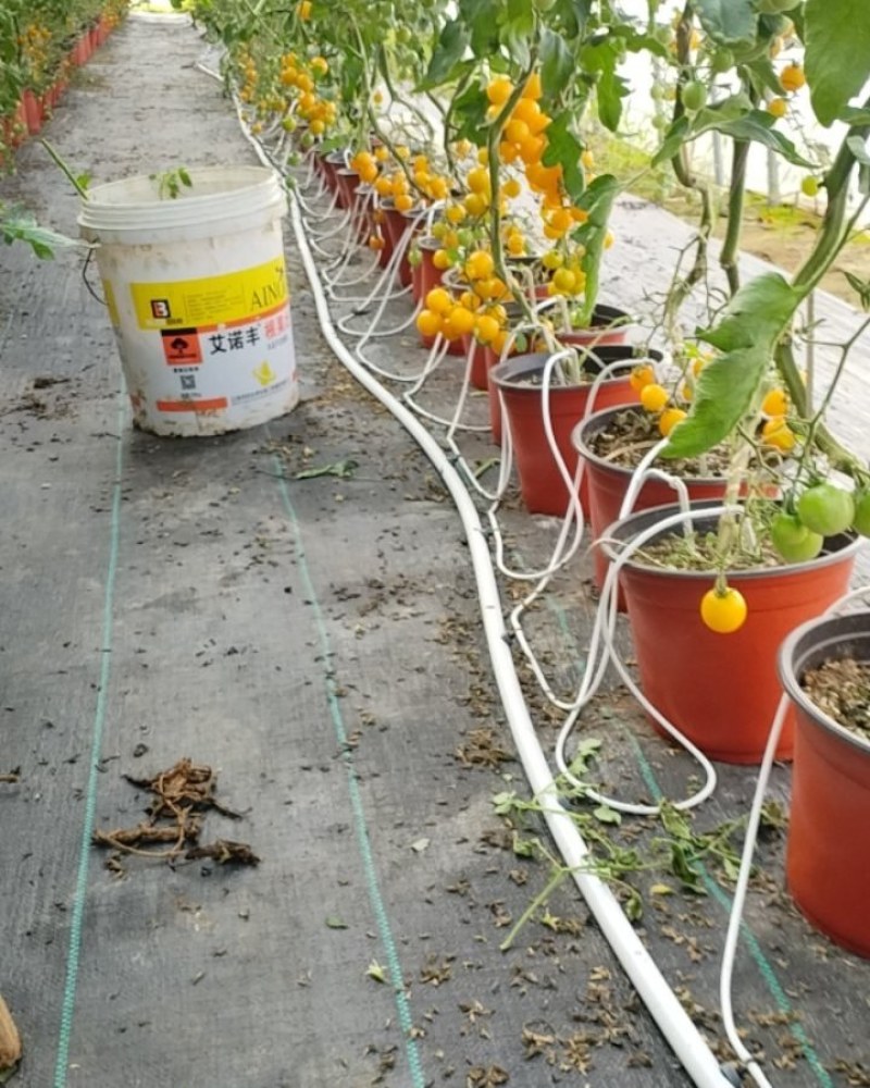 小番茄