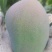 攀枝花米易县凯特芒果