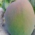 攀枝花米易县凯特芒果