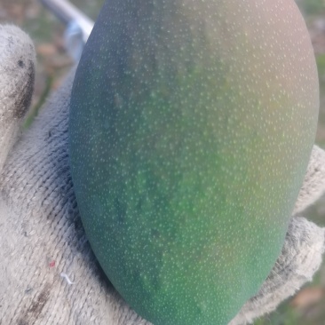 攀枝花米易县凯特芒果