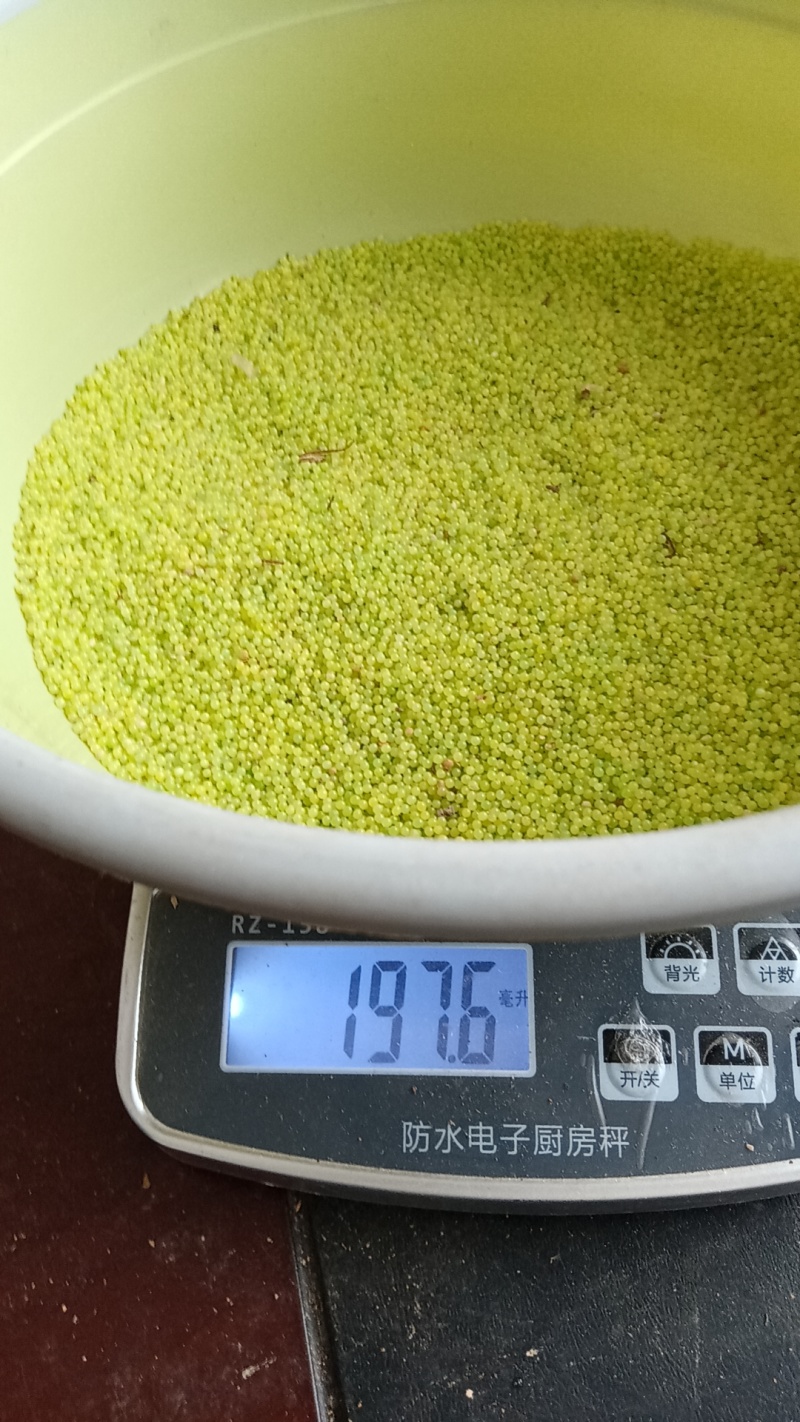 豆丹籽