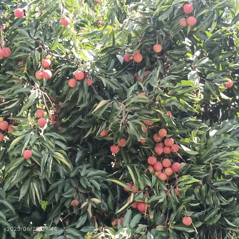 桂味