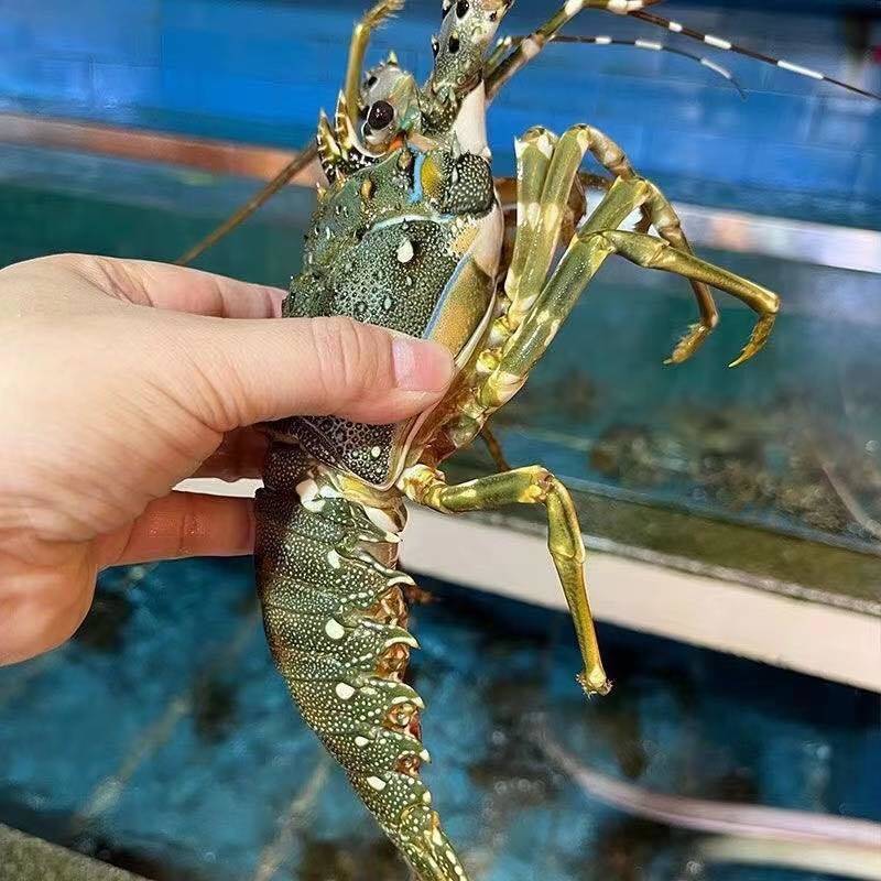龙虾大小规格齐全基地直销保质保量