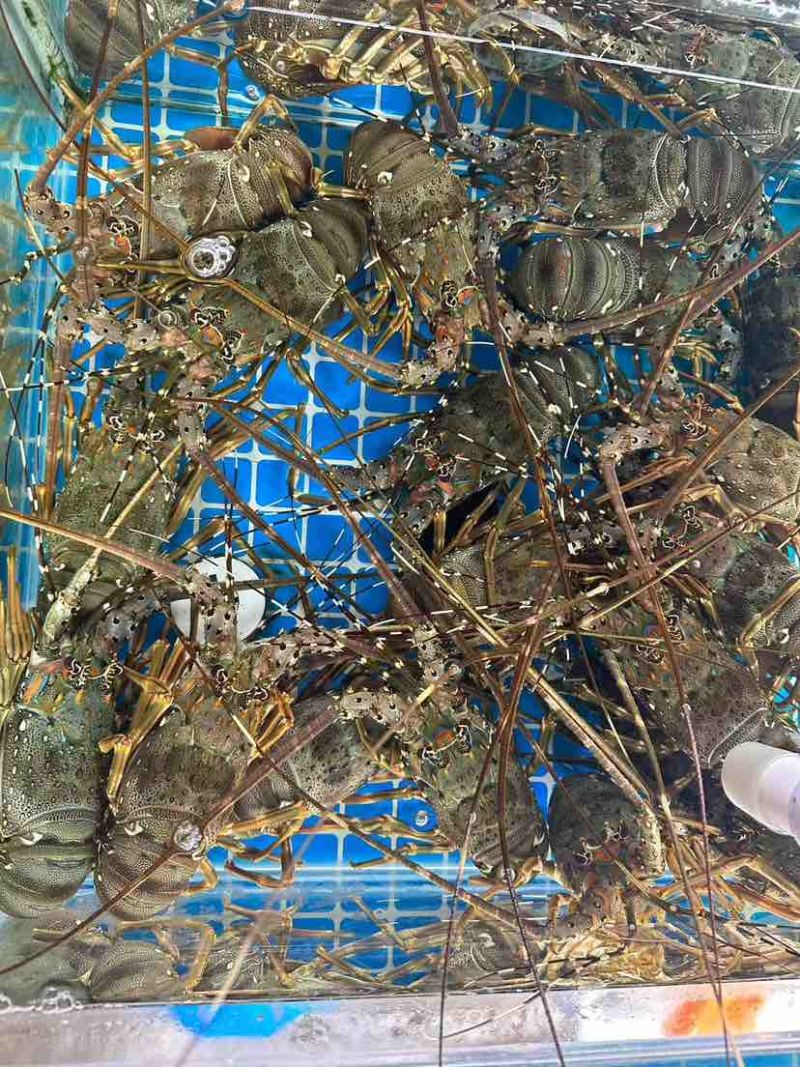 龙虾大小规格齐全基地直销保质保量