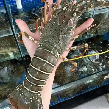 龙虾大小规格齐全基地直销保质保量
