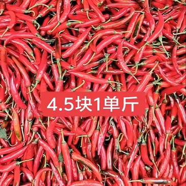 云南高山美人椒