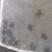 扑竹蜂