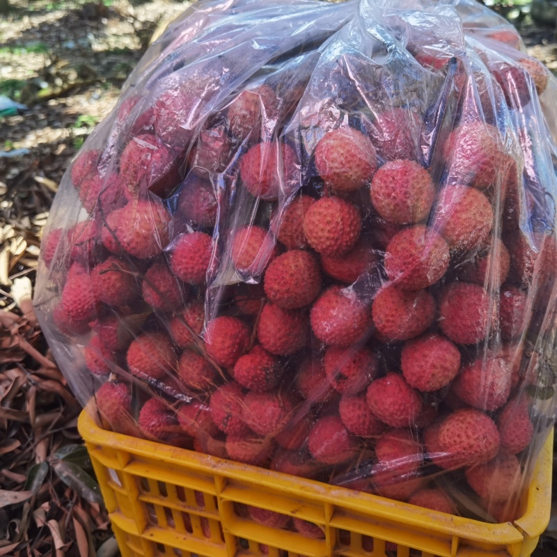 惠州本地精品荔枝,果园产品，欢迎各大批发商咨询采购。