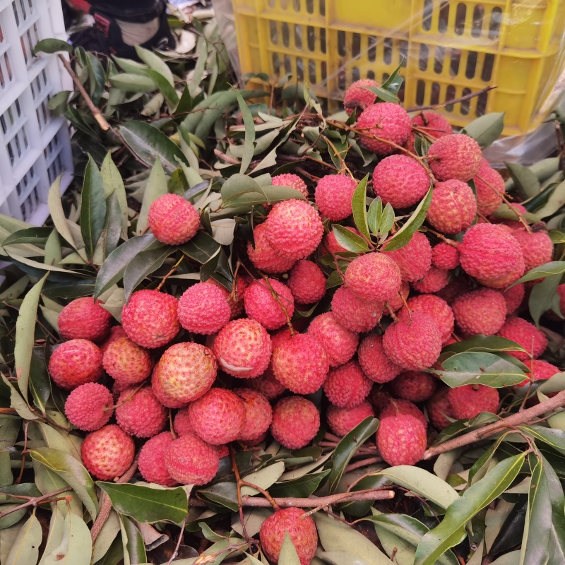 惠州本地精品荔枝,果园产品，欢迎各大批发商咨询采购。