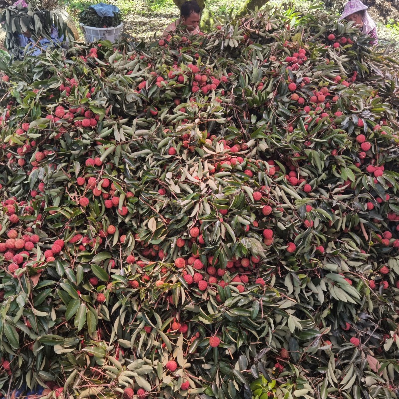 惠州本地精品荔枝,果园产品，欢迎各大批发商咨询采购。