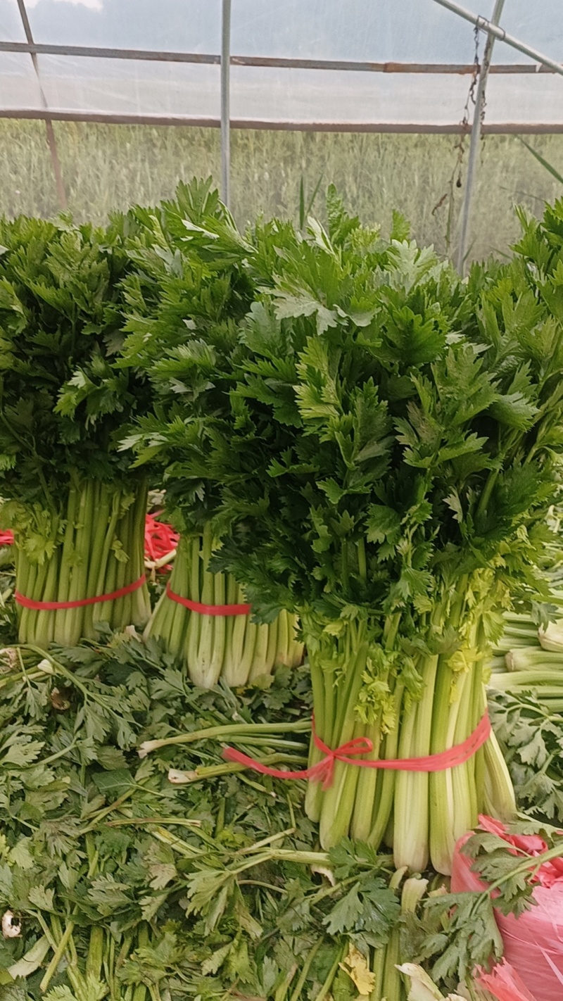 西芹