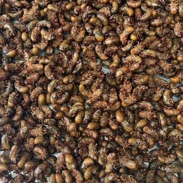 新鲜蝉蜕一手货源规格齐全欢迎联系订购