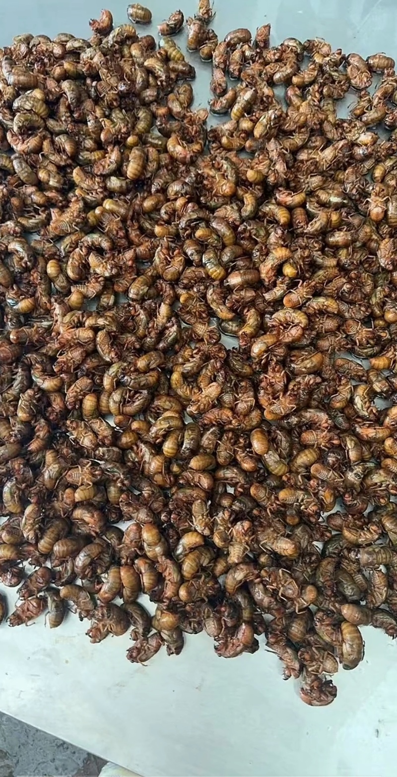 新鲜蝉蜕一手货源规格齐全欢迎联系订购