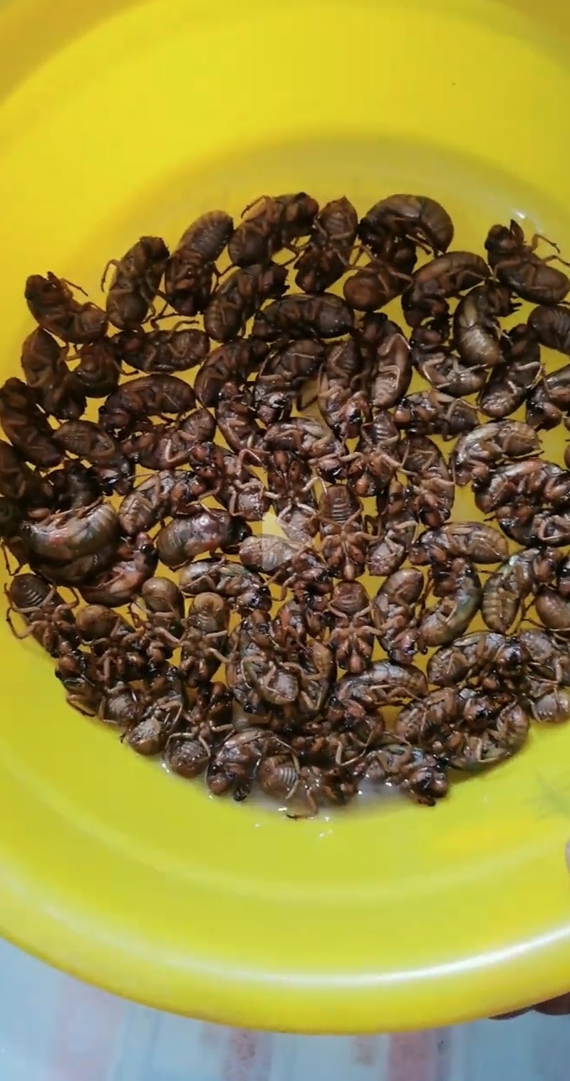 新鲜蝉蜕一手货源规格齐全欢迎联系订购