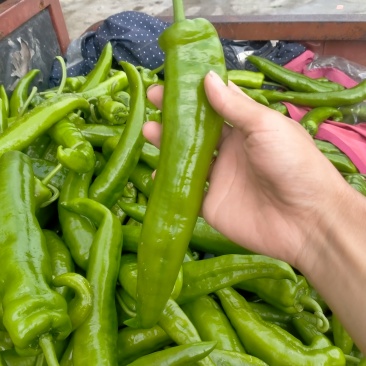 辣椒黄瓜