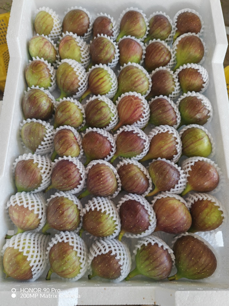 波姬红无花果